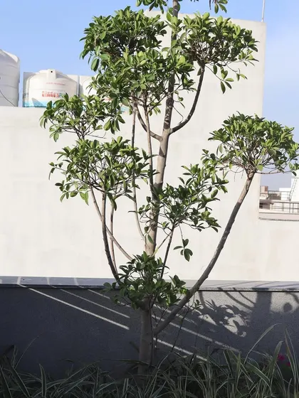 A Ficus tree planted in a built-in planter on a residential terrace in Greater Kailash. Even on a rooftop, it's possible to plant small trees to create shade and a sense of being in a real garden.