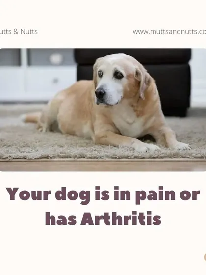 Arthritis can be debilitating for dogs, but hydrotherapy offers significant relief. The water supports their weight, reducing pain and allowing for gentle movement that improves circulation and joint flexibility.