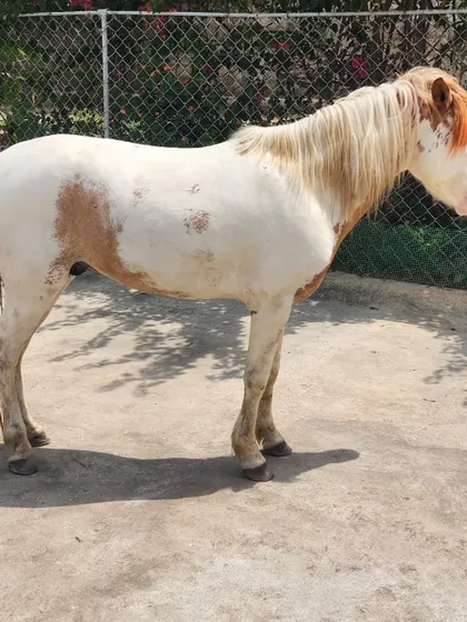 A side profile of our new paint pony, showing off his unique markings and strong build.