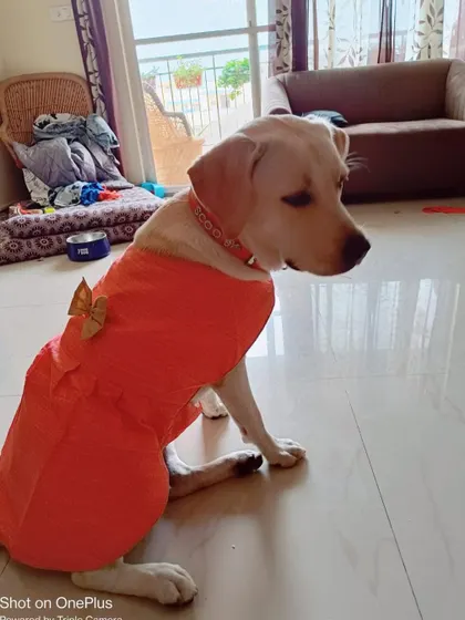 Another photo of Scooby in her birthday dress. We are so happy for her.