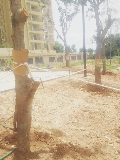 A view of several trees we transplanted for a new development. Our post-transplantation care includes securing each tree to ensure they grow strong and straight in their new environment.