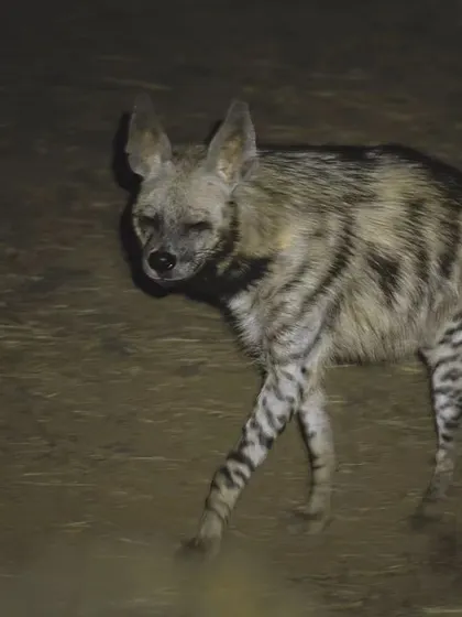 Known as 'bone breakers', a striped hyena patrols its territory in the Millennium City. This image was taken during a night drive outside protected areas.