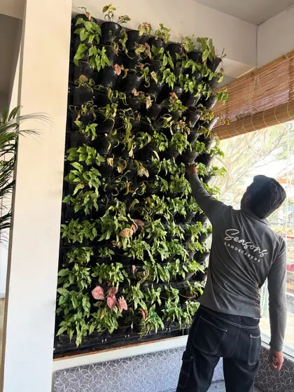 A member of our team carefully tends to a newly installed vertical garden. This hands-on approach ensures that every plant is perfectly placed and ready to thrive, creating a dense and beautiful living wall.