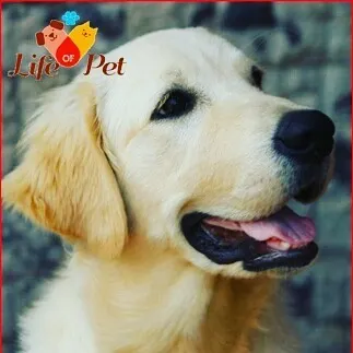 A simple, happy portrait of a Golden Retriever, showcasing the gentle and friendly expression they are known for. This is the kind of lifelong friend we help you find.