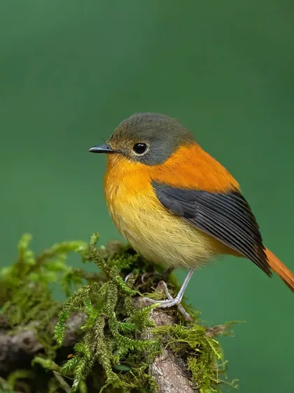 A female Black-and-orange Flycatcher, whose warm orange tones are just as beautiful as the male's colors.