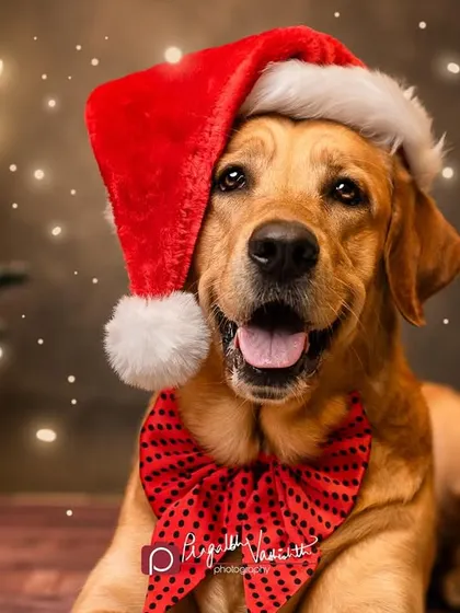 Tyson is ready for the holidays! This festive studio portrait with a Santa hat and bow tie is a perfect example of our themed Christmas mini-sessions.