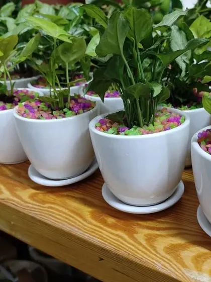 A close up of our wedding favors, showing the white ceramic pots with matching saucers. These practical details make our gifts even more appreciated.