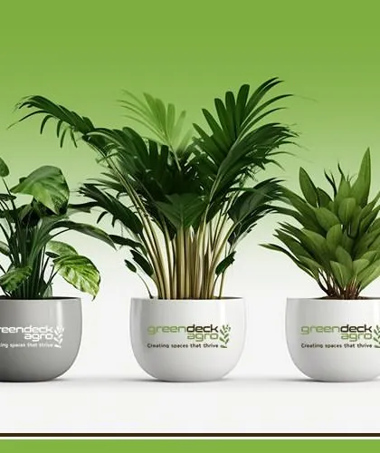 My blog offers tips on how to choose the best indoor plants for your office. I cover everything from low-light options to the best air-purifying varieties to help you create a green paradise.