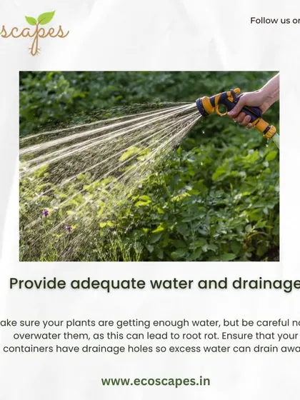Tip: Provide adequate water. Be careful not to overwater, which can cause root rot. Check the soil moisture regularly to determine when your plants are thirsty.
