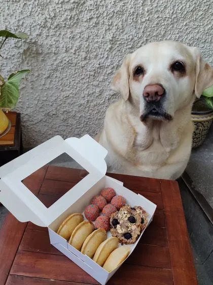 This sweet boy is patiently waiting for his Holi treats. The box contains my all-time favorite gujiyas, laddoos, and granola cookies, all 100% safe and delicious for dogs.