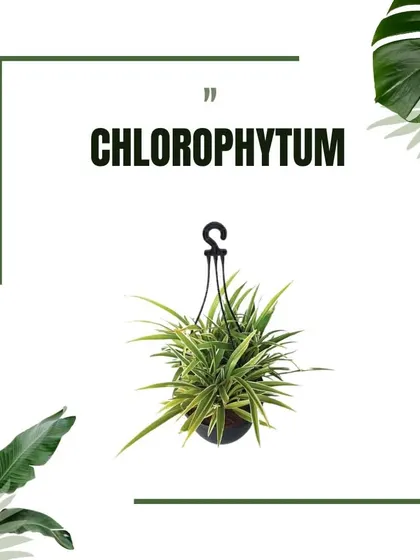 This graphic shows Chlorophytum, or the hanging Spider Plant, which is an excellent choice for baskets due to its gracefully arching leaves and cascading plantlets.
