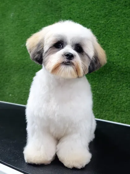 This is Duggu, one of my adorable regulars. A consistent grooming schedule is key to keeping a Shih Tzu's coat in top condition.