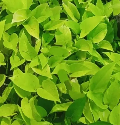 A close-up of the brilliant lime-green foliage of a Neon Pothos. Like other pothos varieties, it is an excellent air-purifying plant suitable for any room.
