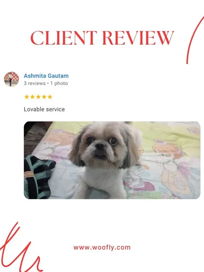 Sometimes, "lovable service" is the best compliment. It was a joy to groom this cute Shih Tzu and leave a lasting positive impression.
