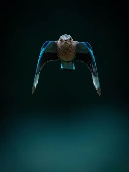 An Indian Roller in flight, its blue wings spread wide against a dark, moody background. This bird is called 'Neelkanth' in Hindi, a name for Lord Shiva, due to its blue throat.