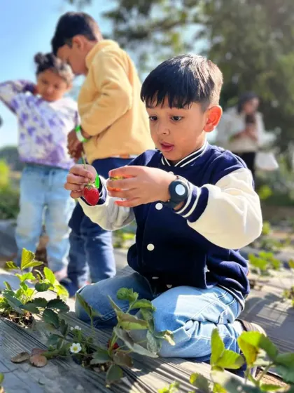 A young boy kneels down to find the perfect strawberry. Our strawberry picking activity allows kids to get up close with the plants and choose their own sweet treats.