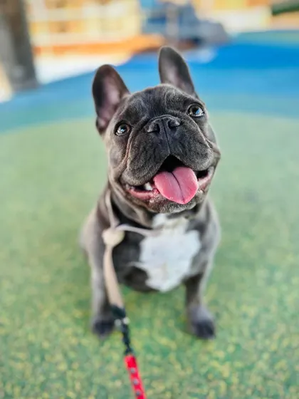 A duplicate image of Zoey, showing her happy face after a successful training program.