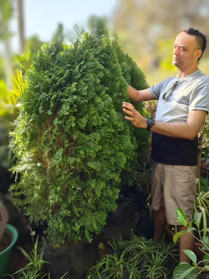 We're bringing the Thuja, or Morpankhi, back into the limelight. This dense, hardy evergreen is great for creating natural privacy screens and sound barriers.