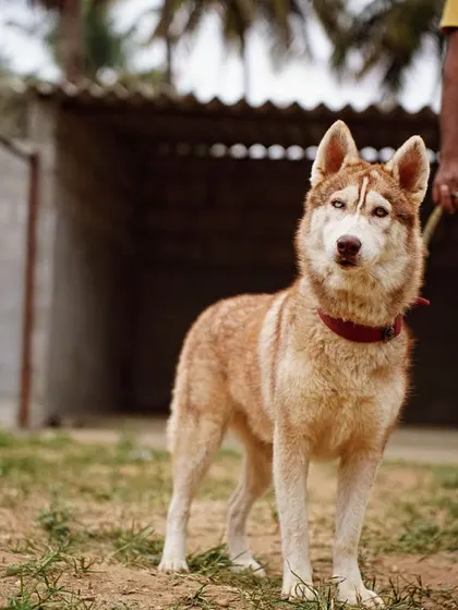 Luna, the rescued Husky, is now adopted. Her journey from a cruelty case to a loving home is complete.