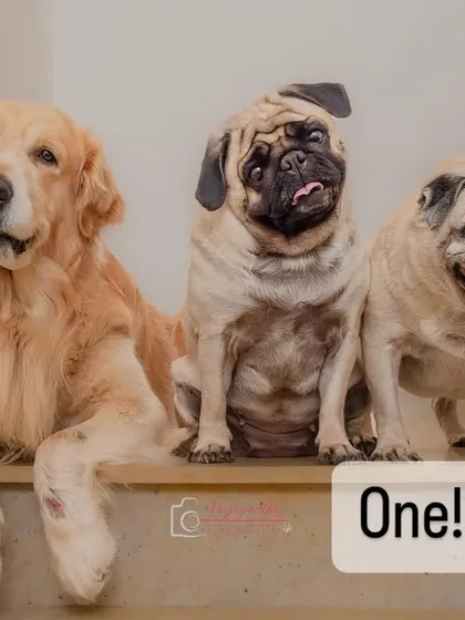 A trio of dogs on the stairs, continuing the theme that you can't have just one.
