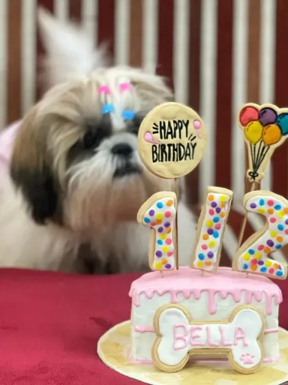 Who says you have to wait a full year? Bella the Shih Tzu celebrating her special half-birthday with a mini cake just for her.