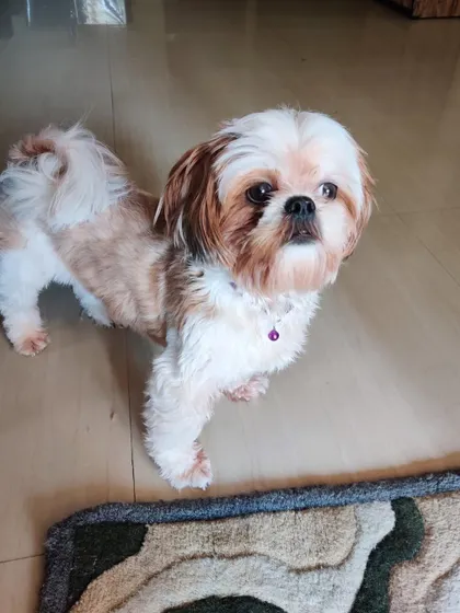 Teddy, the adopted Shih Tzu, looking dapper after a groom.