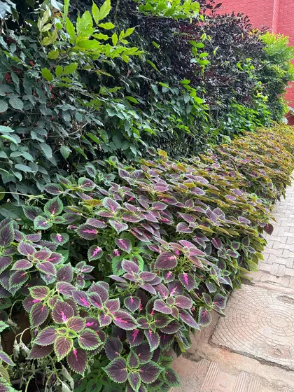 Another look at our colourful Coleus hedge. The contrast between the dark and light foliage creates a stunning visual effect along this paved walkway.