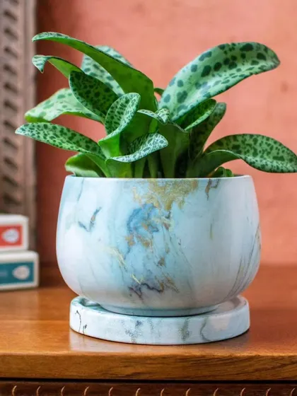 The elegant marble finish of the Agate planter makes it a sophisticated choice for any room, adding a touch of modern luxury to your plant collection.