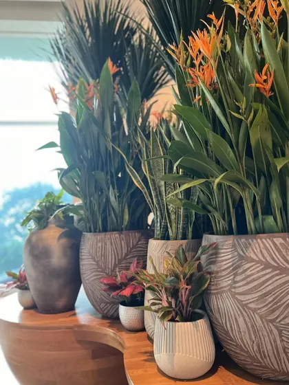 We pride ourselves on creating the absolute best plant and pot combinations. This tabletop arrangement features flowering Heliconias and other small plants in beautiful, leaf-patterned pots.