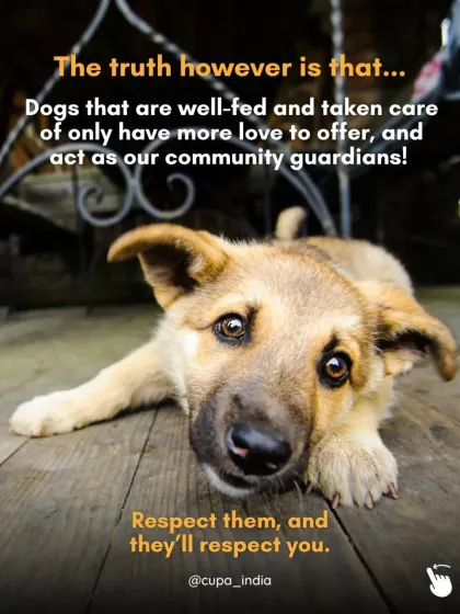 The truth is that well fed and cared for community dogs are loving guardians. Respect them, and they will respect you.