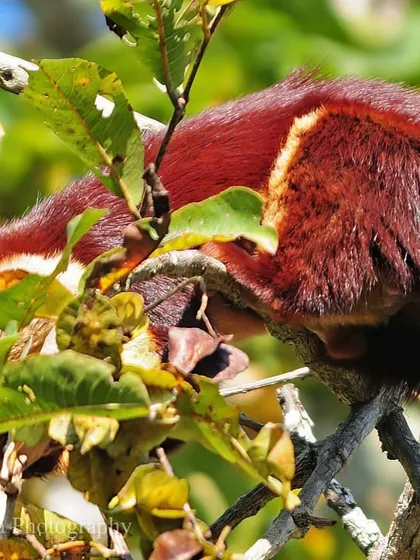 A Malabar Giant Squirrel peers through the leaves, its bright eyes ever watchful. These spirited and highly vocal animals are a constant delight to observe as they navigate the high branches of the evergreen jungle.