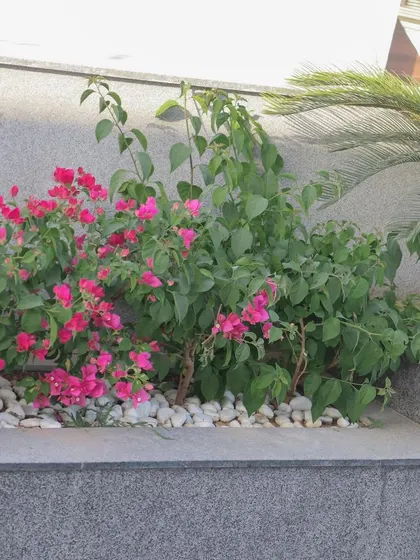 Another shot of the Bougainvillea planter, highlighting the contrast between the vibrant flowers, green leaves, and smooth white pebbles. This is a low-maintenance and drought-tolerant planting choice for sunny terraces.