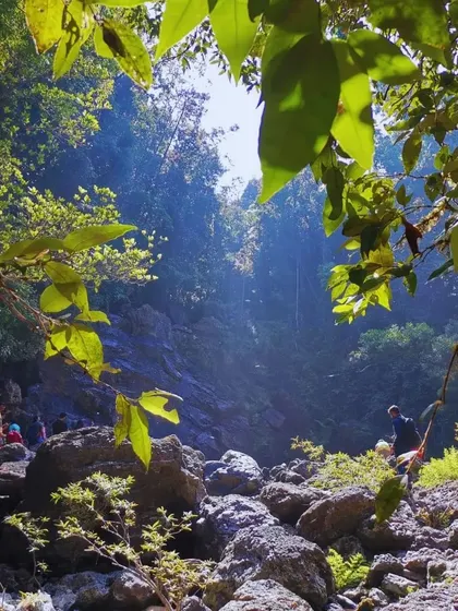 A beautiful shot of the Agumbe forest trek, with sunlight creating a magical effect through the leaves.