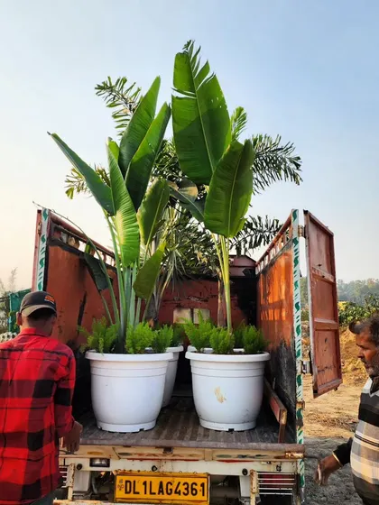 A delivery of Traveller Palms and other plants in large decorative pots for one of our Green Makeover projects in Delhi NCR. We provide end-to-end solutions, including planters and installation.