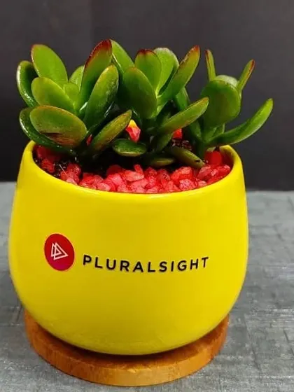 A Jade plant in a bright yellow branded pot for Pluralsight. The Jade plant is known as a good luck plant, making it a meaningful corporate gift.