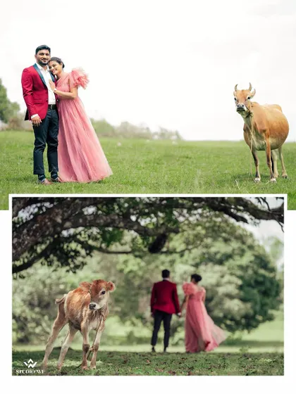 Sometimes, unexpected guests make for the best photos. This candid moment with a calf during a pre-wedding shoot in a meadow adds a touch of charm and spontaneity.