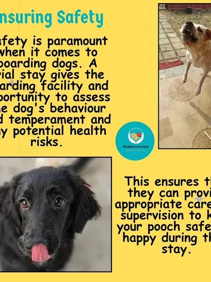 Safety is my number one priority. A trial stay allows me to observe a dog's behavior and temperament to identify any potential health or safety risks, ensuring I can provide the right supervision for a secure stay.