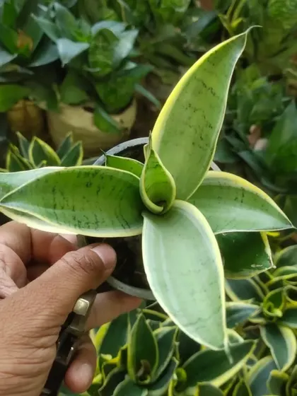 A young Sansevieria 'Moonshine', which has beautiful silvery-green leaves. It's a less common but equally tough variety of the snake plant.