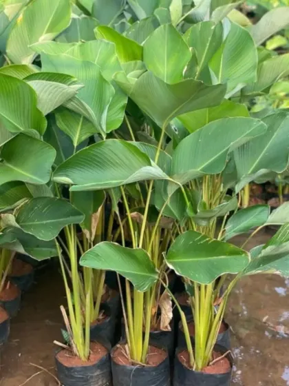 A selection of Calathea Orbifolia plants, prized for their large, round leaves with elegant, light-green stripes. They add a soft, decorative touch to indoor spaces.