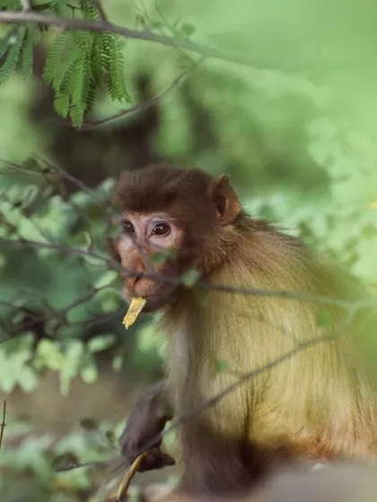 The same young monkey, now with a piece of food in its mouth, captured in a fleeting moment.