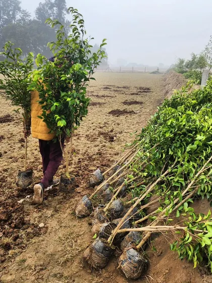 Our nursery grows a wide variety of plants for our landscaping projects, including these young trees being prepared for a farmhouse project.