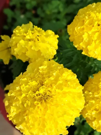 A cluster of yellow marigolds.
