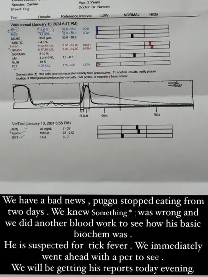An update that Puggu had stopped eating, prompting us to run more blood work. This shows how we constantly monitor our dogs' health.
