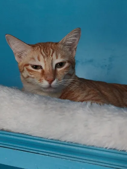 Sleepy, sleepy Luna. This ginger cat is resting her head on a soft white blanket, looking completely at peace.