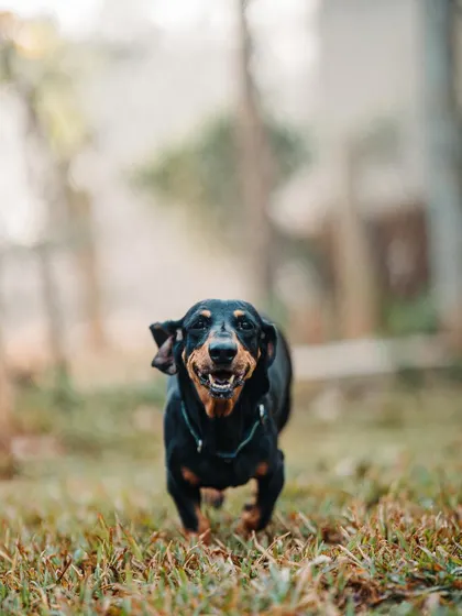 That smile says it all. This happy Dachshund is another member of our diverse pack of guests at Eva's Inn.