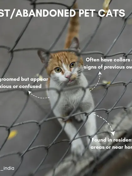 To help community cats, you first need to identify them. This guide helps you tell the difference between a lost pet and an unsocialized street cat, which require different approaches.