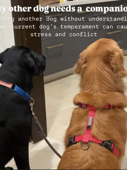"My other dog needs a companion." Adding another dog without understanding your current dog's temperament and needs can cause immense stress and conflict. It's not always the right solution.