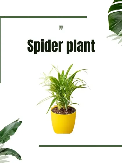 Introducing the Spider Plant, a resilient and easy-to-care-for option that produces "pups" that can be repotted, making it the plant that keeps on giving.