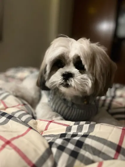 A close-up of Bambi, looking absolutely adorable. I love capturing the unique personalities of all the dogs who come for a dogcation.
