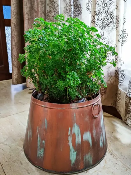 A lush Aralia Green plant in a beautiful copper-finish pot. I help clients choose not just the plant but also a decorative pot that enhances their home decor.